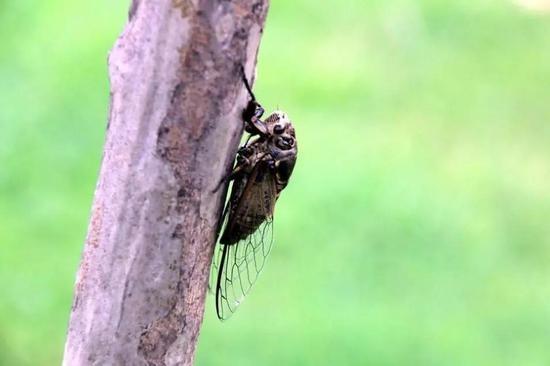 蝉的叫声视频,自然交响乐章的视听之旅