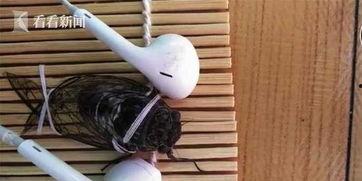 蝉的叫声视频,自然交响乐章的视听之旅