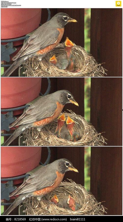 喂小鸟视频,温馨互动，共度美好时光