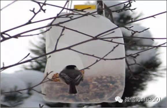 喂小鸟视频,温馨互动，共度美好时光