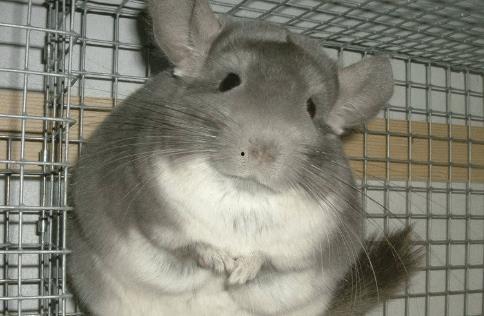 龙猫的视频,奇幻森林中的温馨冒险之旅