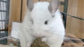 龙猫的视频,奇幻森林中的温馨冒险之旅