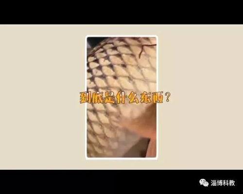 寄生虫视频大全,揭秘各类寄生虫的生存奥秘