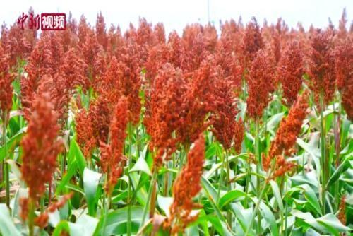 高粱视频,探寻古老农作物的现代魅力