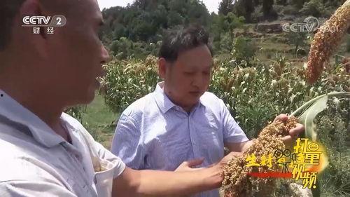 高粱视频,探寻古老农作物的现代魅力
