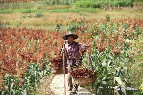 高粱视频,探寻古老农作物的现代魅力