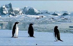 南极企鹅视频,冰原上的可爱使者