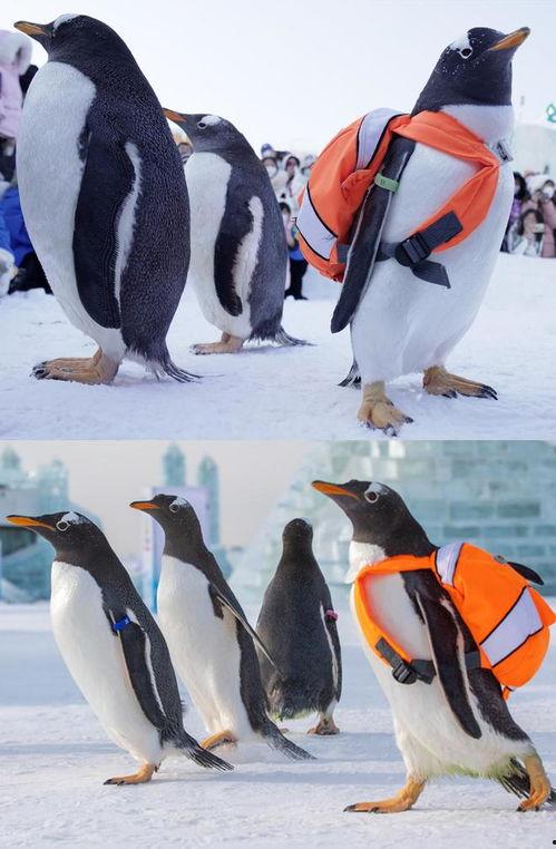 南极企鹅视频,冰原上的可爱使者