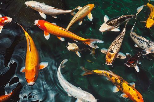 金鱼游泳视频,灵动瞬间捕捉