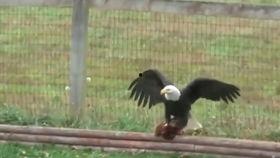 老鹰抓小鸡视频,老鹰抓小鸡惊心动魄瞬间