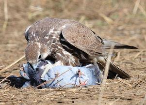 老鹰抓小鸡视频,老鹰抓小鸡惊心动魄瞬间