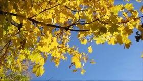 秋天的景色视频,金黄落叶与蓝天白云的和谐交响