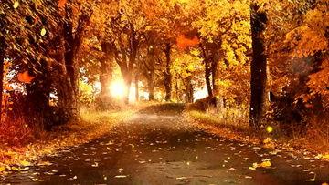 秋天的景色视频,金黄落叶与蓝天白云的和谐交响