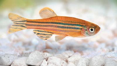 斑马鱼视频,微观视角下的生命奇迹