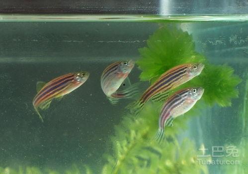 斑马鱼视频,微观视角下的生命奇迹