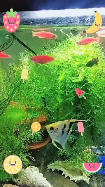 斑马鱼视频,微观视角下的生命奇迹