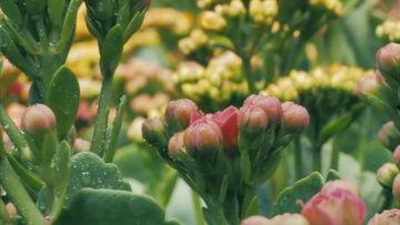 鲜花风景视频,探寻自然美景中的鲜花盛宴