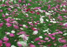 鲜花风景视频,探寻自然美景中的鲜花盛宴