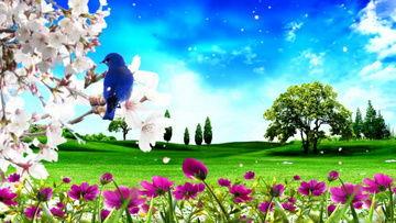 鲜花风景视频,探寻自然美景中的鲜花盛宴