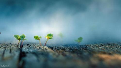 关于生命的视频,视频中的生命奇迹之旅