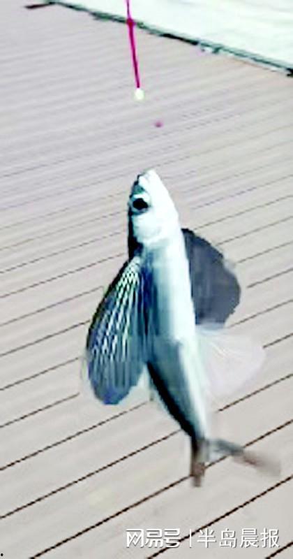 飞鱼视频,探索科技与娱乐的完美融合