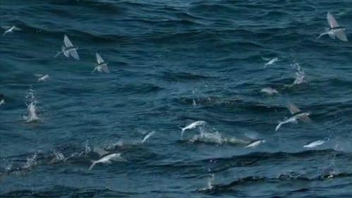 飞鱼视频,探索科技与娱乐的完美融合