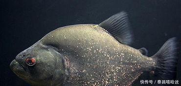 飞鱼视频,探索科技与娱乐的完美融合