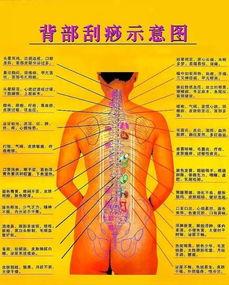 腹部刮痧视频,轻松养生，焕发健康活力