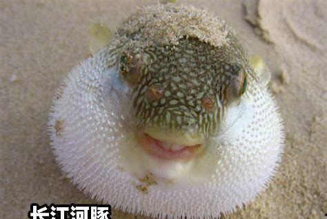 河豚的视频,神秘美味背后的生存智慧