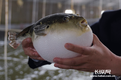 河豚的视频,神秘美味背后的生存智慧