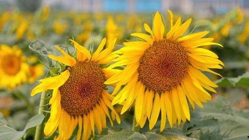 向日葵种植视频,从播种到收获