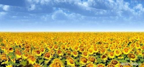 向日葵种植视频,从播种到收获