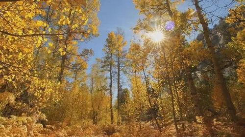 关于秋天的视频,捕捉季节变换的美丽瞬间