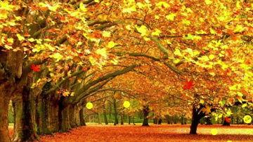 关于秋天的视频,捕捉季节变换的美丽瞬间