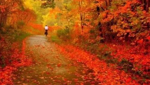 关于秋天的视频,捕捉季节变换的美丽瞬间