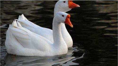 鹅鹅鹅古诗视频