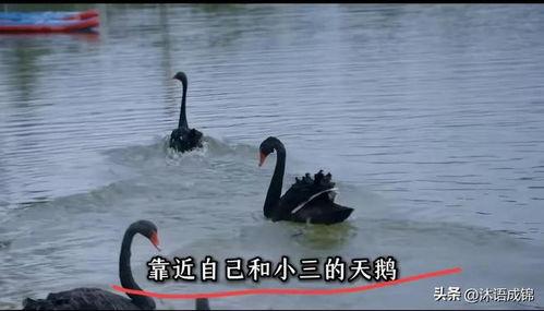 鹅鹅鹅古诗视频