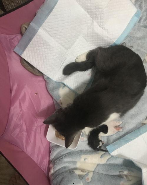 猫咪接生视频,温馨接生全过程大揭秘