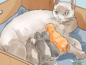 猫咪接生视频,温馨接生全过程大揭秘