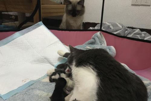 猫咪接生视频,温馨接生全过程大揭秘