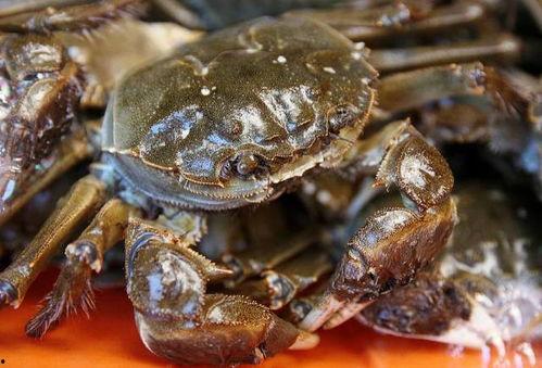 养大闸蟹视频,从视频学习养殖技巧