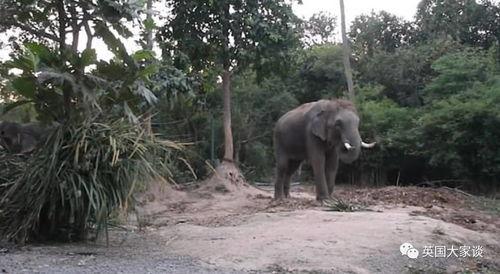 杀大象视频
