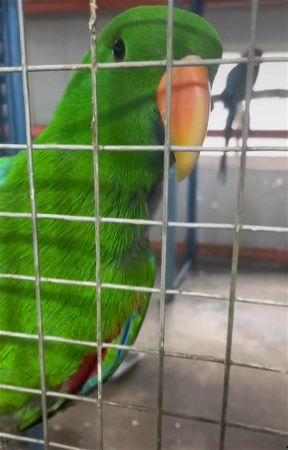 说话鹦鹉视频,智慧鸟儿妙语连珠，趣味互动引网友热议