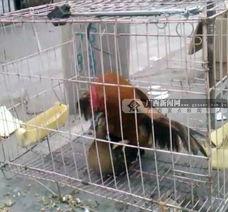 猪狗交配视频,揭秘罕见交配现象背后的真相