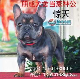 猪狗交配视频,揭秘罕见交配现象背后的真相