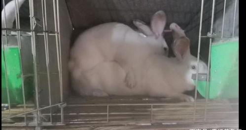 猪狗交配视频,揭秘罕见交配现象背后的真相