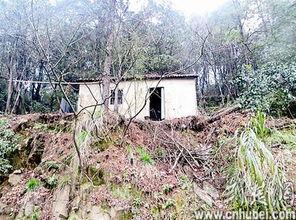 林中小屋视频,隐秘自然的宁静避世之旅