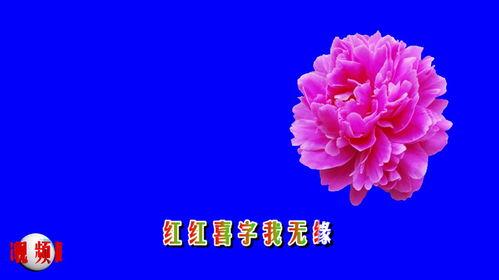 相思  视频,穿越时空的深情邂逅