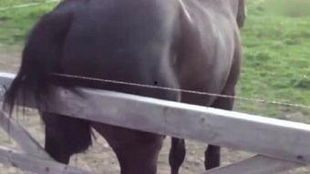 人与人的配种视频