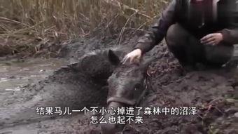 人与人的配种视频